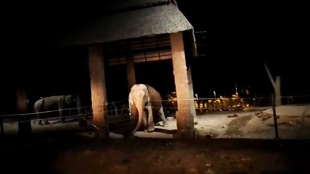 CHIANG MAI NIGHT SAFARI 🐘🐨🐻🐂🐃🐆🐴 смотреть онлайн