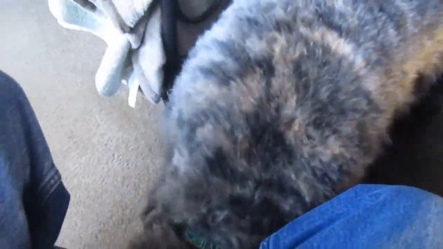 Bouv Opera 12-26-11 смотреть онлайн