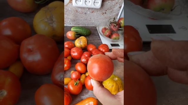 Сорта томатов у меня на участке🍅 смотреть онлайн