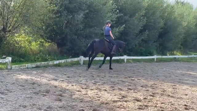 Cookie - 9yo - mare - D-Pony (1.46m) смотреть онлайн