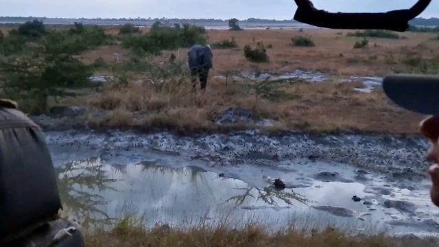 African Safari in Saadani National Park, Africa Tanzania смотреть онлайн