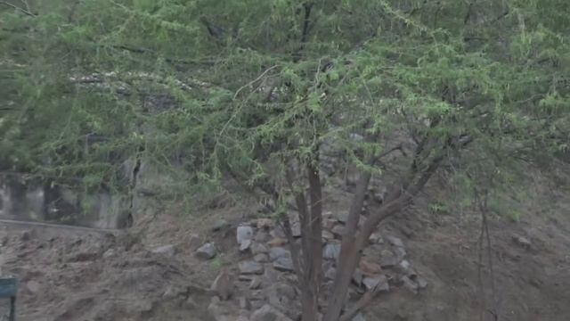 Jhalana Leopard Safari, Jaipur смотреть онлайн