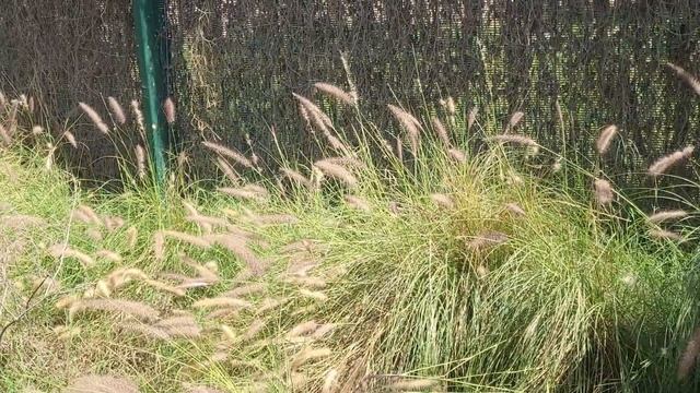 Dubai Safari Zoo Experience смотреть онлайн