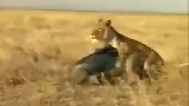 Brave PIG Attacks BIG LION and make him run awayحمله گراز و فرار شیر دیدنی شجاعانه خنده دار смотреть онлайн