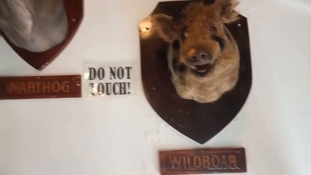 BALUARTE ZOO VIGAN CITY ILOCOS SUR | SAFARI GALLERY | ALA TURISTA #viganilocossur #baluarte смотреть онлайн