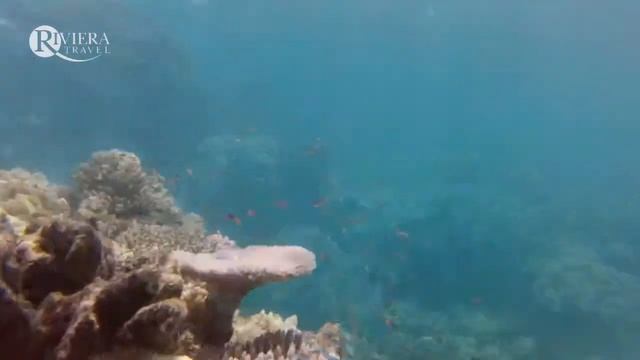 Riviera Travel - Escorted Tour of Australia смотреть онлайн