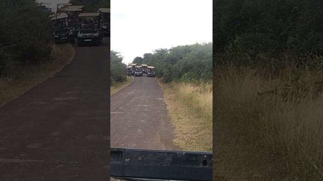 two females with a kill at Hluhluwe-imfolozi park смотреть онлайн