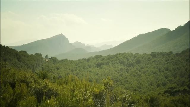 Animal Trainer - Pollen (Monkey Safari Remix ) смотреть онлайн