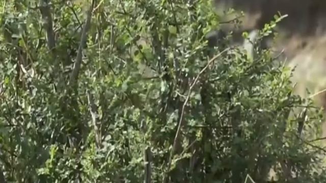 Nov 04 2017 - Sunrise- Pretty Little Bee Eater with Scott this morning смотреть онлайн