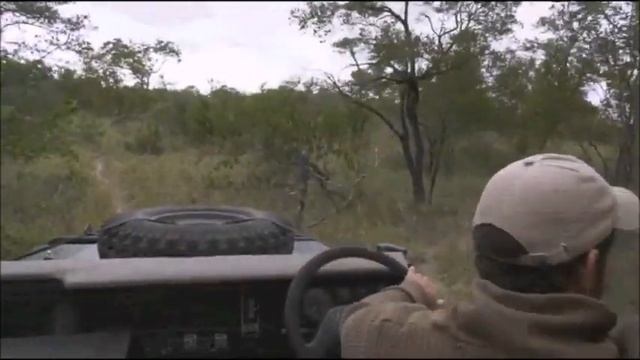 Safari Live : Xidulu Female Leopard on drive this morning with Scott March 17, 2018 смотреть онлайн