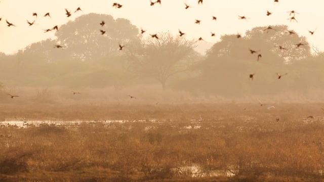 INDIAN BIRDS SAFARI WITH WATER BIRDS BEAUTIFUL EARTH смотреть онлайн