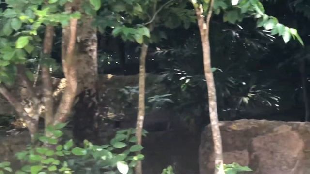 River safari boat ride / Singapore river safari/ Tamil vlog in Singapore смотреть онлайн