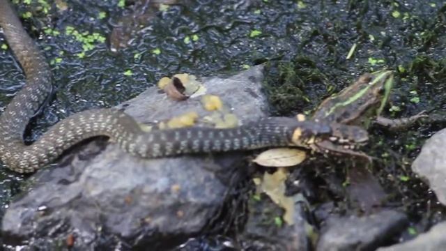 уж и жабьи лапки смотреть онлайн