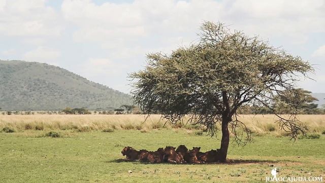 Four Seasons Serengeti - by Joaocajuda com смотреть онлайн