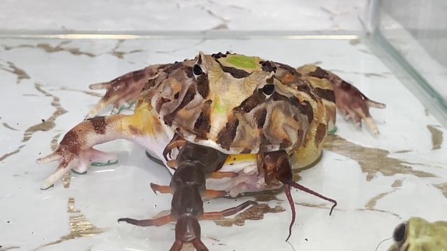 Brave Pacman frog 【WARNING LIVE FEEDING】 смотреть онлайн