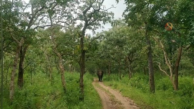 Bandipur National Park | Bandipur Tiger Safari | Leopard, Wild Dog, Tiger?? Wildlife Sighting смотреть онлайн