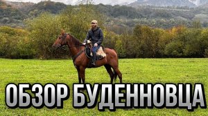 Жеребец, который удивил. Будённовская порода | Александр Обжерин