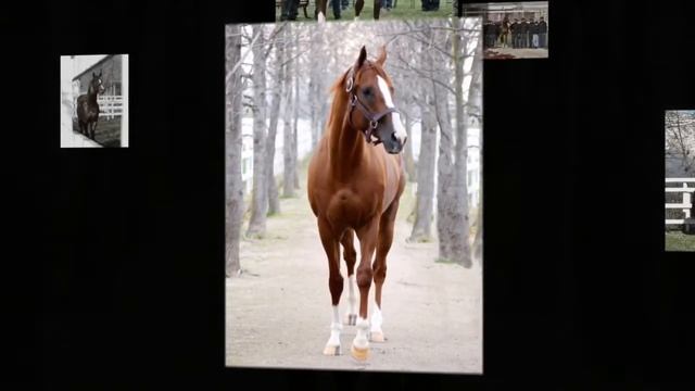 California Chrome - Memories of 2017 смотреть онлайн