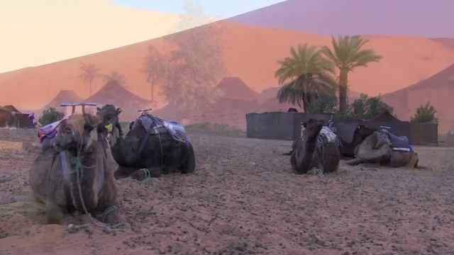 Auberge du Sud Camel Safari смотреть онлайн