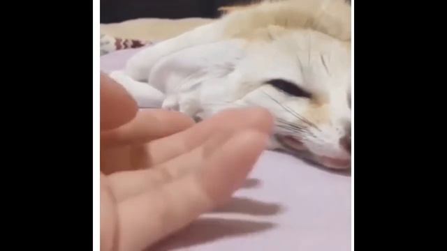 BRAVE fighters and cute PETS | Epic Memes Universe compilation #6 смотреть онлайн