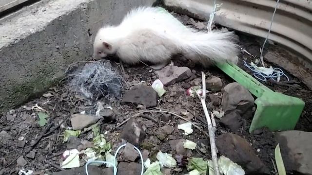 Rare! Albino Skunk Fell in Window Well...Now What? смотреть онлайн