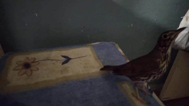 Дрозд девочка Друзя - весенние позывы смотреть онлайн