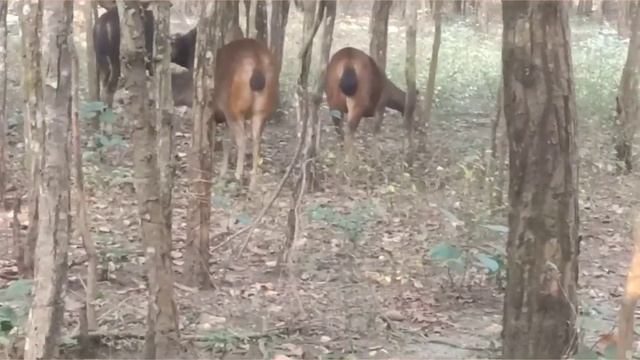 'SILIGURI BENGAL SAFARI'-with a wonderfull GRAND SAFARI.A wonderfull forest safari.please watch. смотреть онлайн