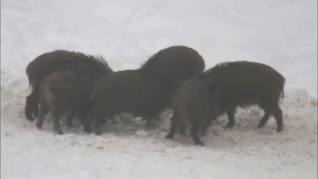 Hunting with a Browning Bar Short Trac 9,3x62 смотреть онлайн