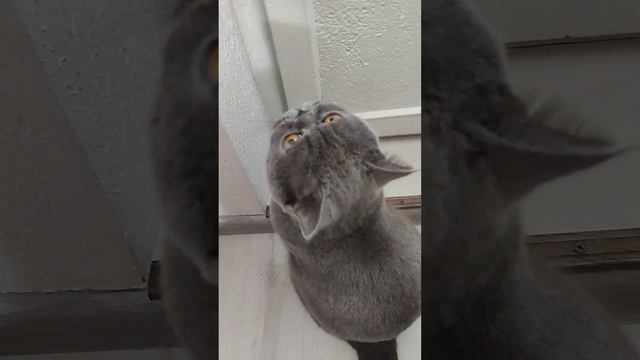 котик 🐱 Честер просит друга открыть дверь 23.02.23г смотреть онлайн