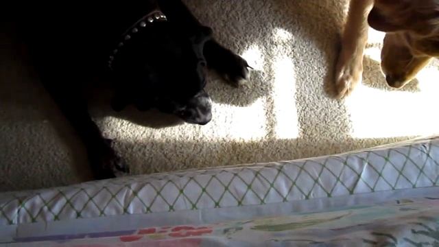 Brave kitten Zelda, Dory and Tecate смотреть онлайн