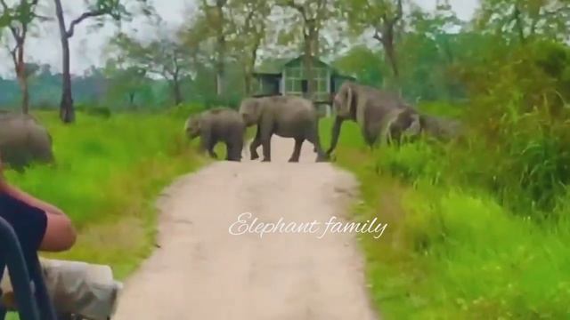 kaziranga zip Safari online booking 📲🤙🤙🤙 6003656985. Instagram id👉 sk__soibur___31105 смотреть онлайн