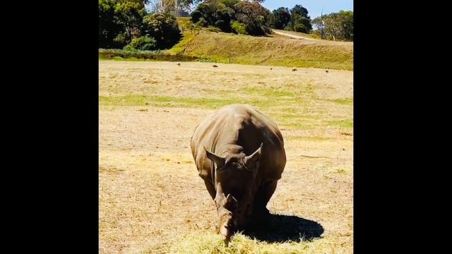 Werribee Open Range Zoo | Australia | African Themed Safari Tour смотреть онлайн