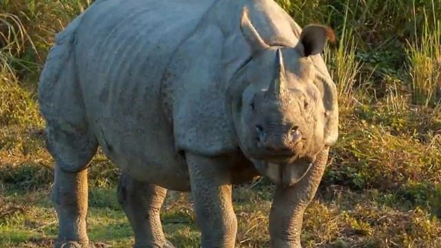 Dudhwa National Park - Tiger Sighting, Jeep & Elephant Safari, Rhino Sighting смотреть онлайн