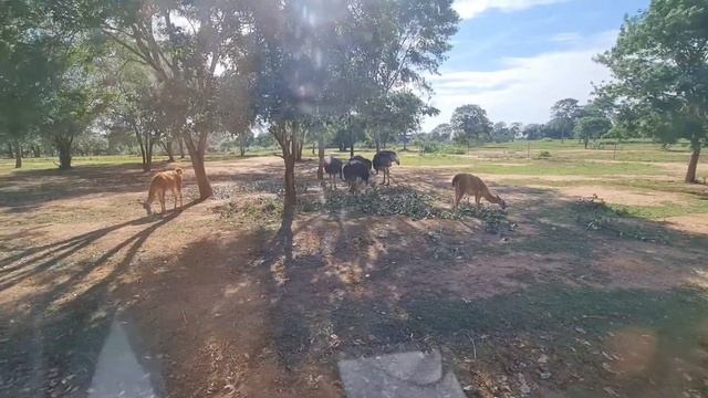 රිදියගම සත්ව උද්යානය Ridiyagama Safari Park Sri Lanka 🇱🇰 смотреть онлайн