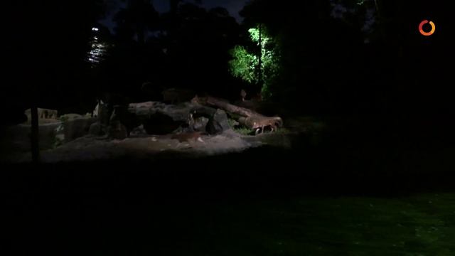 Singapore Night Safari смотреть онлайн