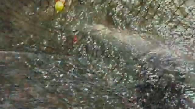 Kalama River Springers! Chrome Baby! смотреть онлайн