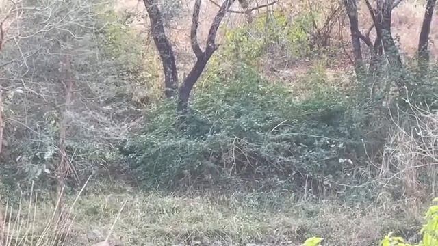 kumbhalgarh jungle safari booking office (A one safari) 8003854293 смотреть онлайн