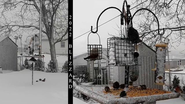 An Epic Struggle: Watch Birds Brave the Elements for Food смотреть онлайн