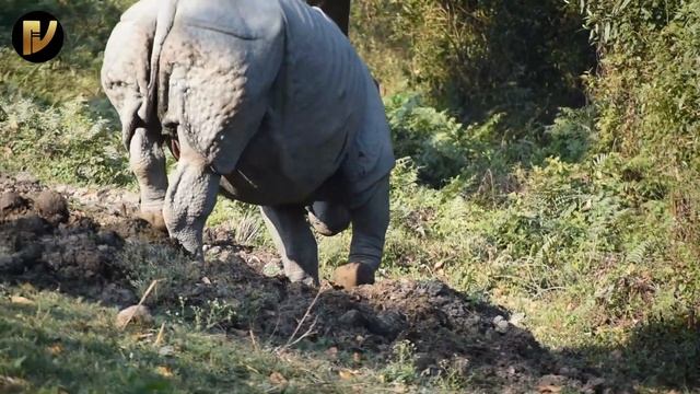 Rhino of Kaziranga || Indian One-Horned Rhino in Kaziranga National Park смотреть онлайн