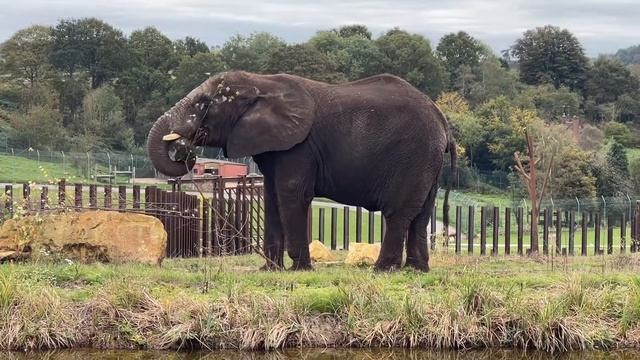 Breakfast at Elephant Lodge - West Midlands Safari Park смотреть онлайн