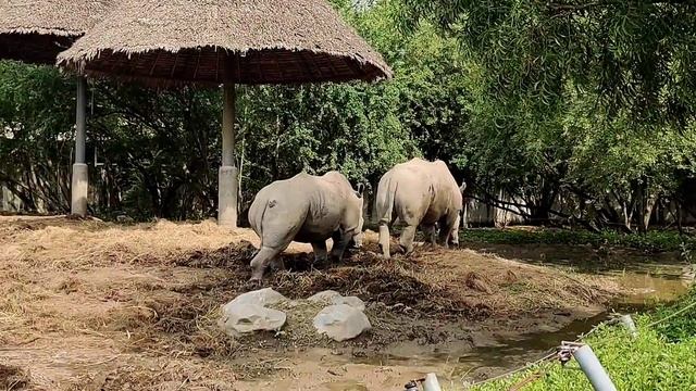 Safari World BaNGkOk || Thailand 🇹🇭 смотреть онлайн