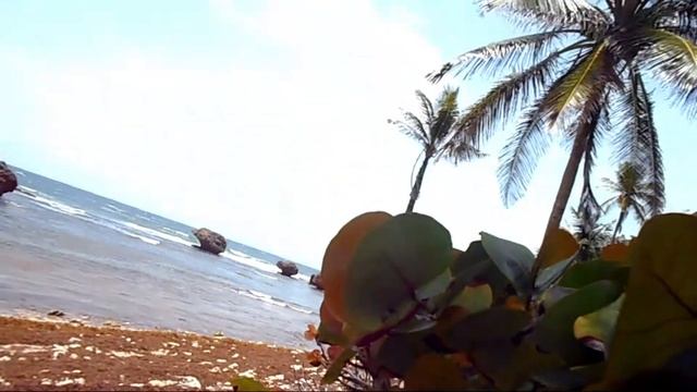 Island safari barbados смотреть онлайн