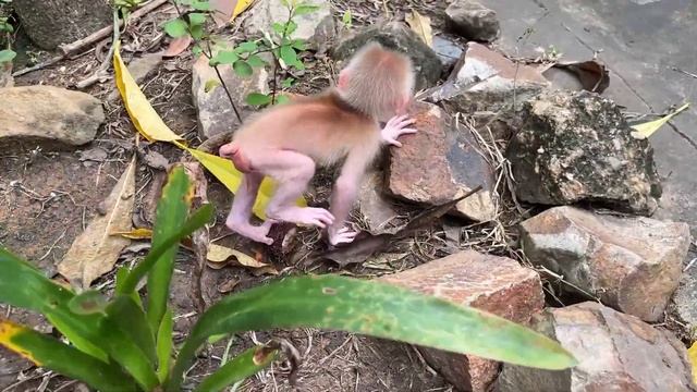 Brave ChiChi Fast Improvement To Learn Climbing On Tree By Herself смотреть онлайн