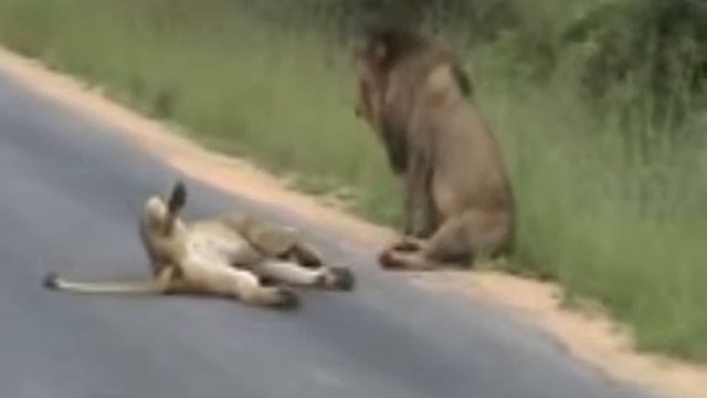 Lion Mating close To The Safari Jeep At Ngorongoro Crater Tanzania смотреть онлайн