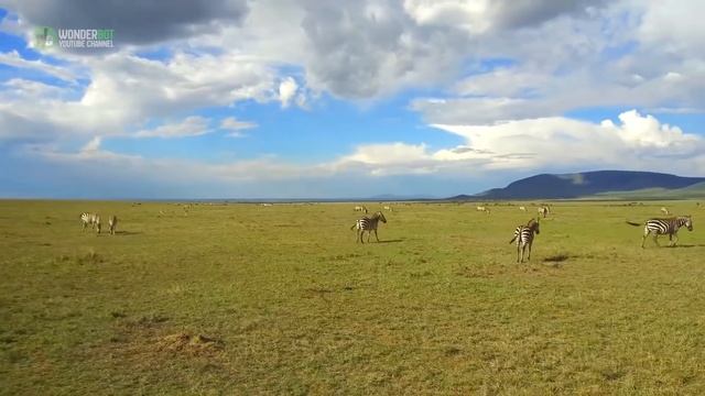 When This Baby Elephant Spied Tourists On Safari, He Suddenly Put On A Show For The Cameras смотреть онлайн