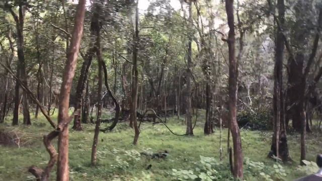 Sri Lanka Trip Day 3|Wilpattu National Park | Private Safari | leopard |Telugu | Bus Journey смотреть онлайн