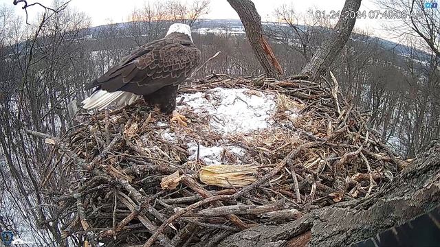 Hanover, PA Live Streaming Bald Eagle Nest Webcam HDOnTap com — Mozilla Firefox 2024 01 24 07 40 смотреть онлайн