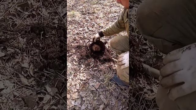 Поиск металла в лесу.Наткнулся на хороший Сброс Металла.Попадаются запчасти.Тракторная стоянка