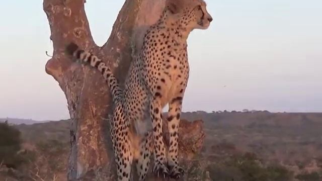 Cheetah in the Morning смотреть онлайн