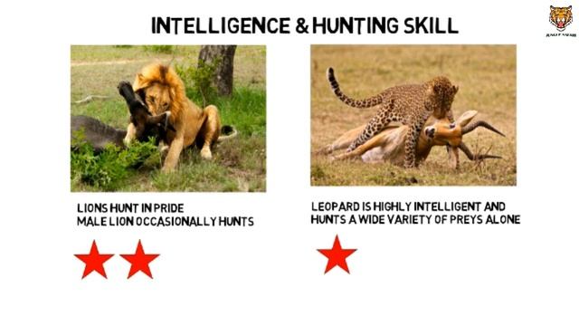 Lion vs Leopard Powerful Lion Leopard Hunting Attack!|| Jungle Safari смотреть онлайн